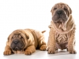 two chinese shar pei puppies